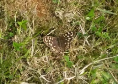 20150515 Speckled Wood